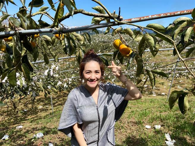 羅美玲擔任新竹尖石鄉甜杮代言人，推廣家鄉甜柿。（阡鳳有限公司提供）