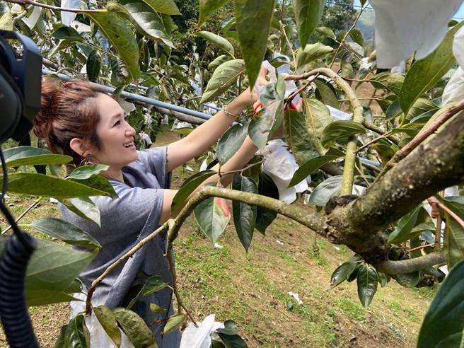 羅美玲到新竹尖石鄉的果園採柿子，驚呼家鄉的甜杮又大又甜。（阡鳳有限公司提供）