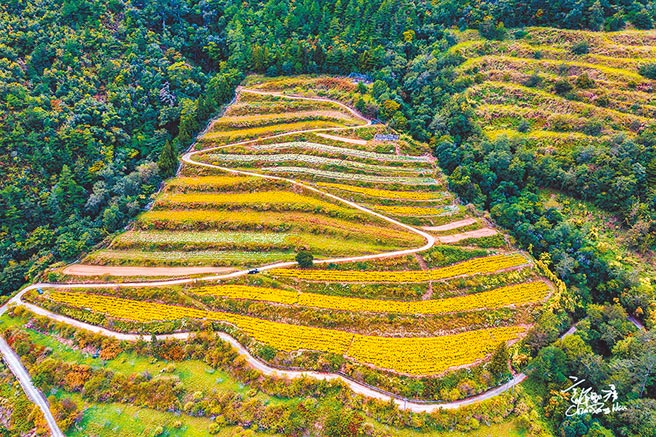 武陵高山杭菊种在雪山东麓，艷黄花海交错如雪白菊，形成大自然绚丽花布。（许钊滂提供／王文吉台中传真）