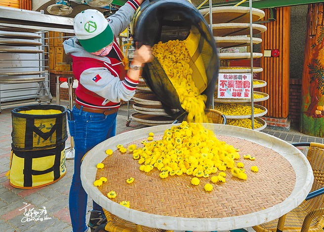 武陵高山杭菊年产量约800公斤。（许钊滂提供／王文吉台中传真）