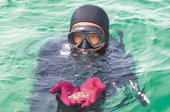 澎湖海洋生物研究中心與鐵線里社區共同放流20萬顆水晶鳳凰螺苗，以行動力守護海洋。（陳可文攝）