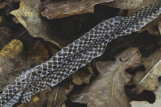 澳洲一名女屋主近日在花园发现一条长约1公尺的蛇皮，却始终找不到蛇，让她感到相当不安。(示意图/达志影像)