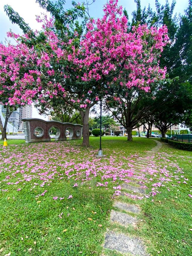中市多處公園美人樹綻放超吸睛。（台中市政府提供）