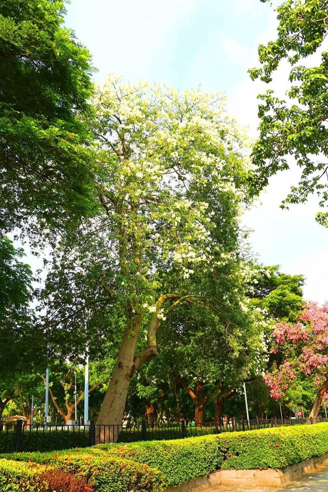 中市多處公園美人樹綻放超吸睛。（台中市政府提供）