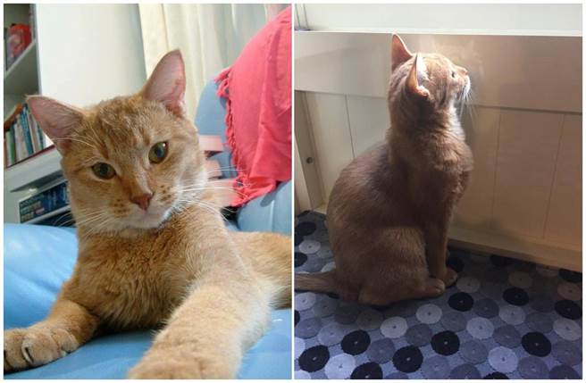 翊萱曾养一只猫叫「咖哩」，是大炳家猫咪生的小猫。（艾迪升传播提供）