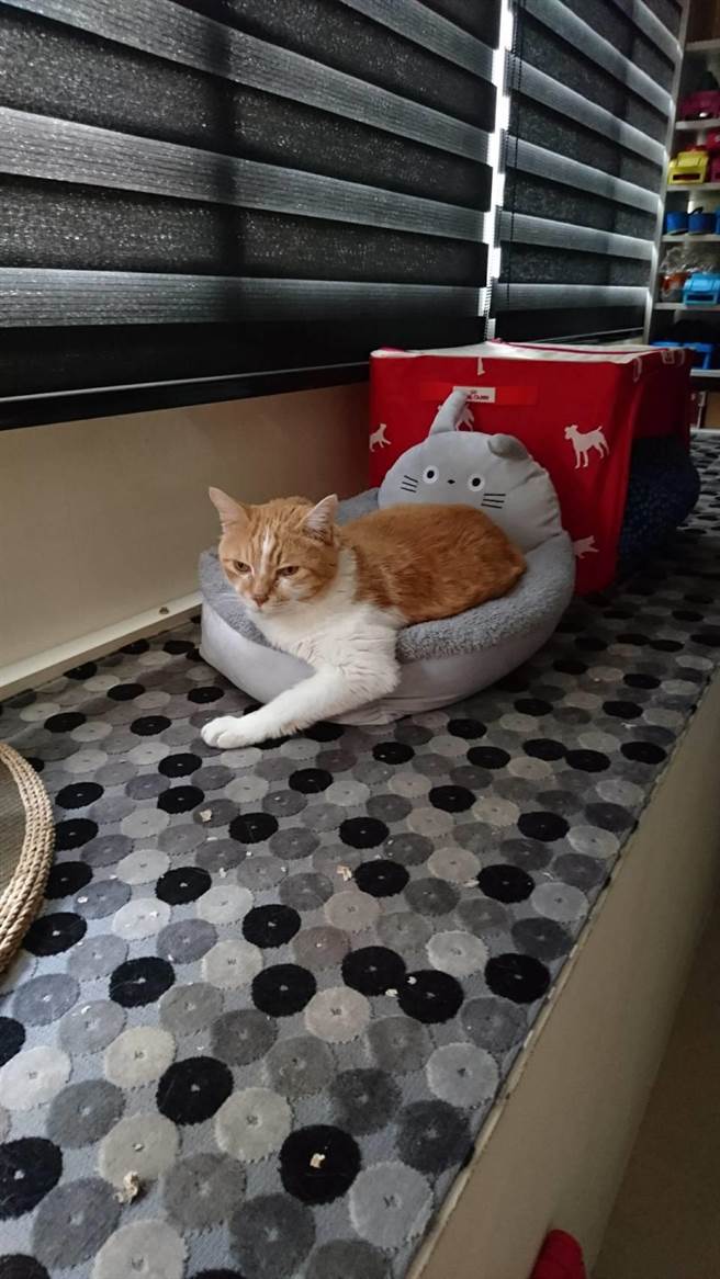 翊萱现在跟「奇奇」一起生活。（艾迪升传播提供）