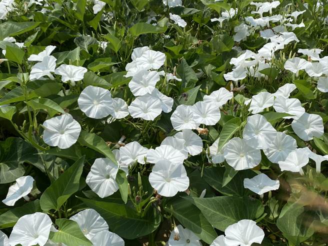 空心菜花的花冠呈漏斗形，每天上午开花下午就开始慢慢凋谢。（张亦惠摄）