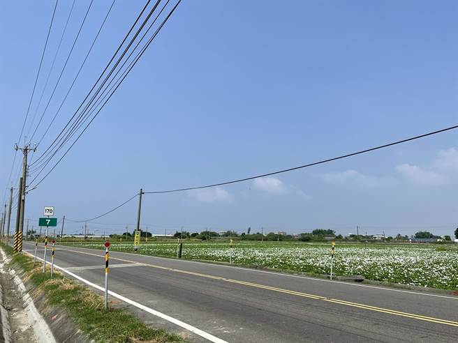 行经170线道路旁就能见一片雪白的空心菜田。（张亦惠摄）