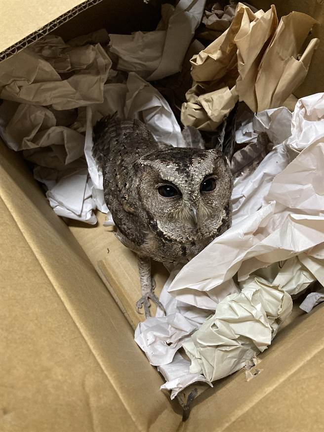 福寿山农场昨晚刮起了风，一只超萌领角鸮落难在苹果园。（福寿山农场提供／陈淑娥台中传真）