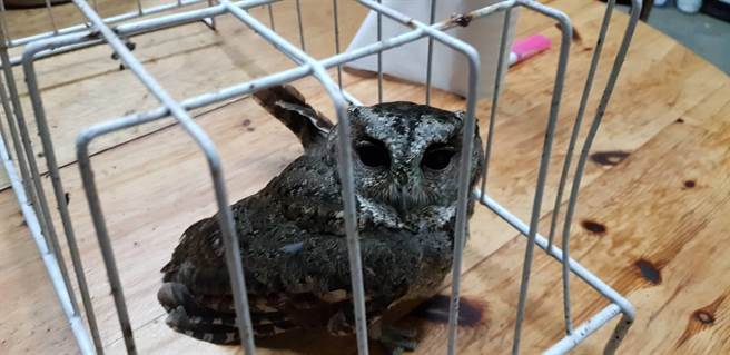 一只超萌领角鸮落难在福寿山苹果园，今日工作人员将送下山安置。（福寿山农场提供／陈淑娥台中传真）