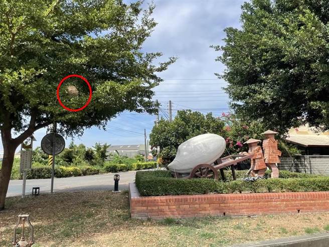 彰化縣埔鹽鄉知名景點糯米食品風味坊，今天上午有運動路過的民眾，在大樹上發現一顆籃球大的蜂窩，嚇得他趕緊通報公所與消防隊。（許文萍提供／吳建輝彰化傳真）