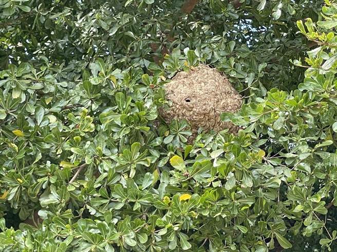 從蜂窩的外型觀察應該築起一段時間了，猜測蜂窩沒辦發現可能原先築在樹叢內，但近日颱風來襲風勢較大，樹枝被強勢的風吹開，才讓蜂窩撥雲見日跑出來。（許文萍提供／吳建輝彰化傳真）