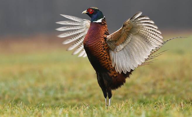 在许多日本的民间童话和影剧作品中，经常可以发现雉鸡的存在。（示意图／达志影像）