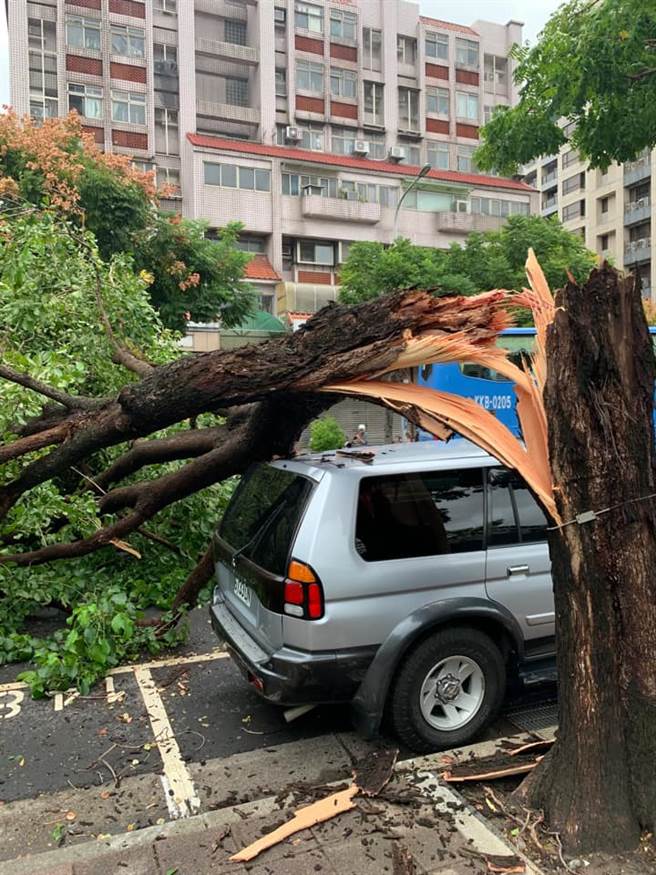 大樹被颱風吹斷。(翻攝自 台灣颱風論壇FB)
