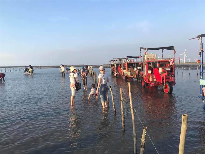芳苑湿地海空步道启用后迅速爆红，中秋、国庆两个连续假期，都曾创下单日破万游客人潮；採蚵铁牛车游潮间带湿地、蚵田巡礼的生态体验活动，成为最夯游程，也让採蚵车违法载客问题再度浮上台面（民眾提供／谢琼云彰化）