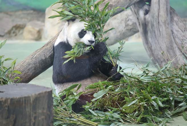 图为圆圆优閒吃着竹叶。(陈俊吉摄)