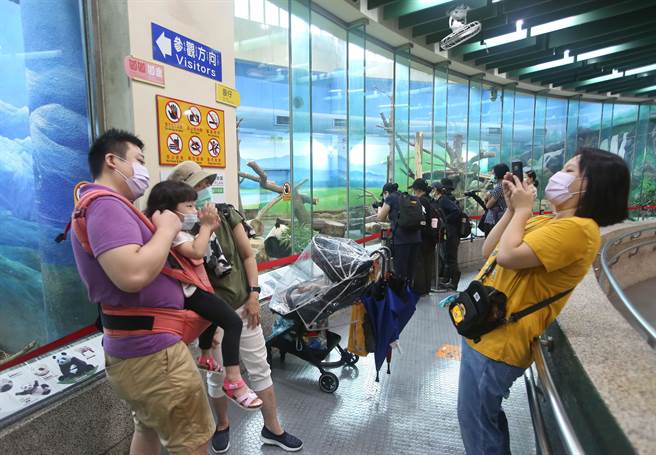 猫熊馆内人潮不多，民眾可慢慢欣赏并合影。(陈俊吉摄)