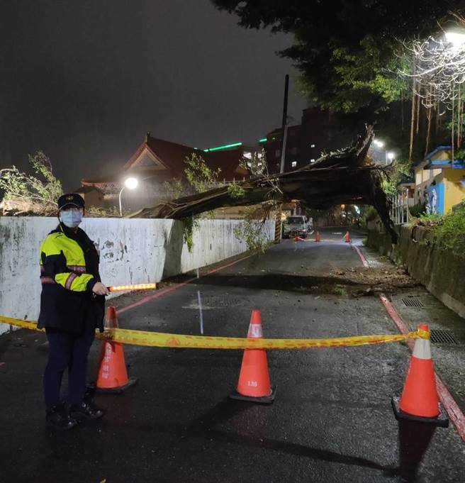 基隆市信二路276号后方边坡道路有一棵大树疑似禁不起阵阵强风，被连根吹倒在路中间。（读者提供／陈彩玲基隆传真）