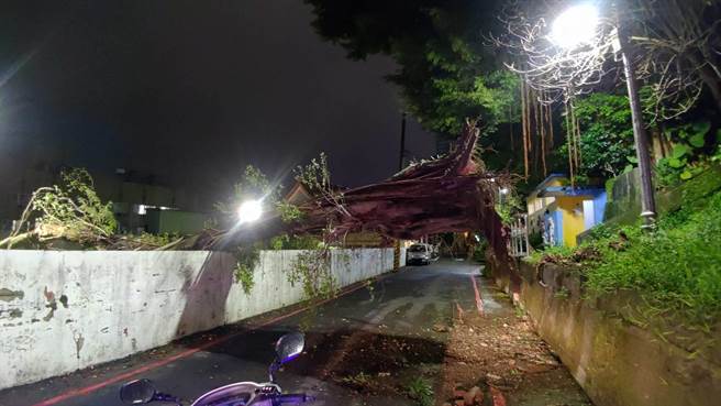 基隆市信二路276号后方边坡道路有一棵大树疑似禁不起阵阵强风，被连根吹倒在路中间。（读者提供／陈彩玲基隆传真）