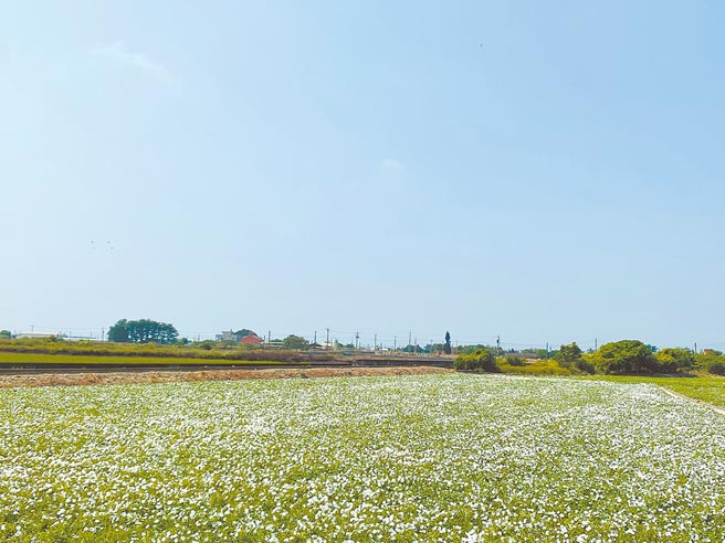 嘉县布袋、朴子採籽用空心菜花田在国庆前后大开花，遍地白花就像10月雪。（张亦惠摄）