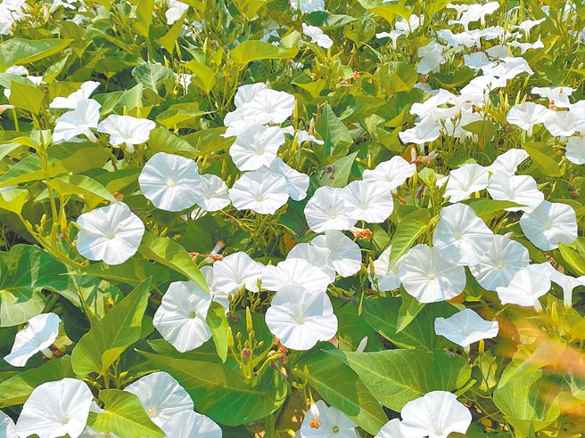 空心菜花的花冠呈漏斗形，每天上午开花，下午就慢慢凋谢。（张亦惠摄）