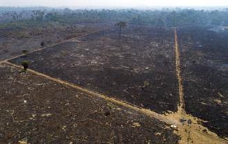 持續砍伐雨林危及生存 巴西總統遭指控「反人類罪」
