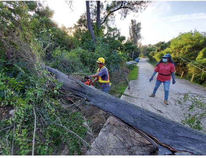 轻颱圆规来袭，全岛陆续传出树倒和招牌、路牌刮落情事之一。（金门县林务所提供）