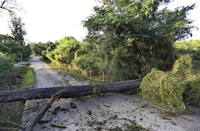轻颱圆规来袭，全岛陆续传出树倒和招牌、路牌刮落情事之二。（金门县林务所提供）