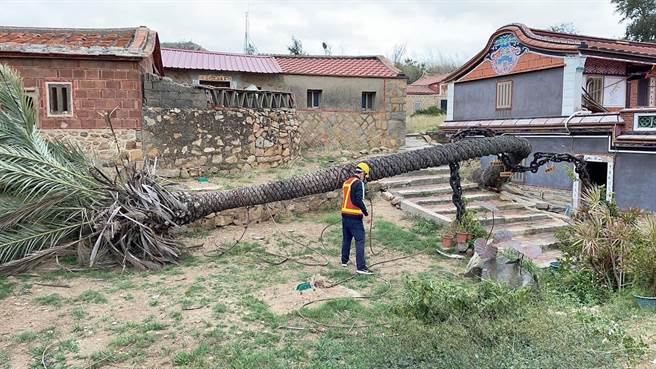 金门山后民俗村百年桄榔树遭强风吹倒。(民眾提供)