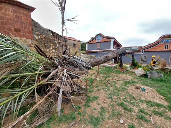 金门山后民俗村百年桄榔树遭强风吹倒。(民眾提供)