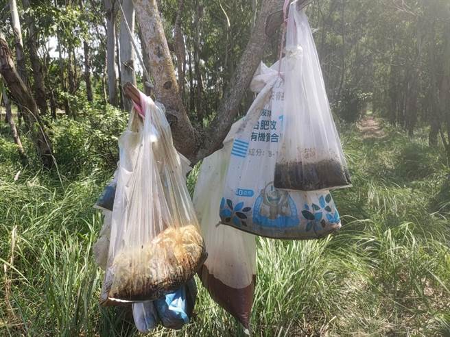 嘉义县家畜疾病防治所人员前往，却惊见一棵光秃树干挂满7、8个发臭塑胶袋，打开发现里头装的是死猫、金纸。（嘉义县政府提供∕吕妍庭嘉义传真）