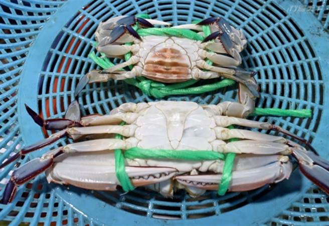 分辨公、母蟹。(图/行遍天下)