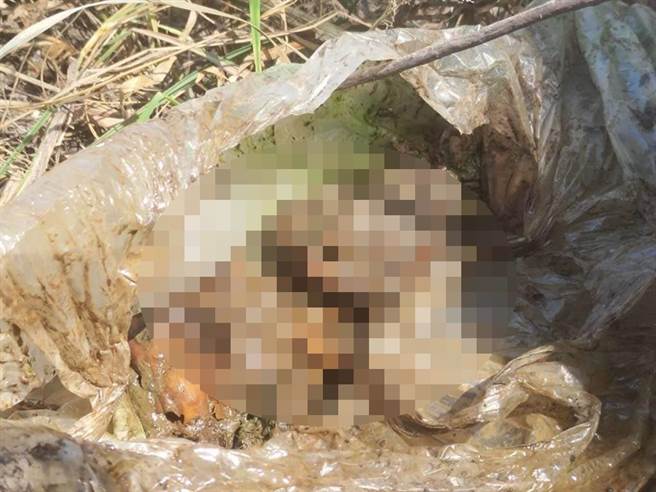 嘉义县家畜疾病防治所人员前往，却惊见一棵光秃树干挂满7、8个发臭塑胶袋，打开发现里头装的是死猫、金纸。（嘉义县政府提供∕吕妍庭嘉义传真）

