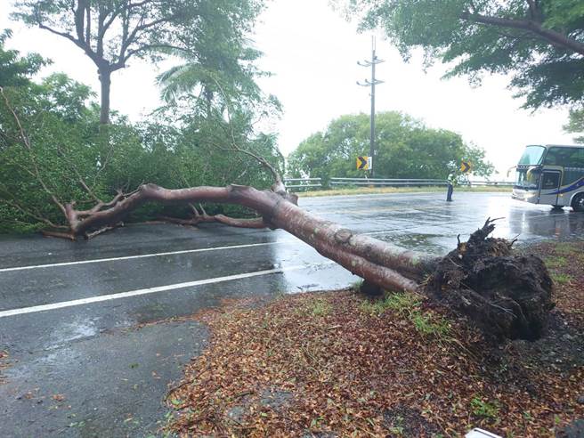 圆规颱风造成台东县多处路树倒塌。（台东县警局提供／蔡旻妤台东传真）