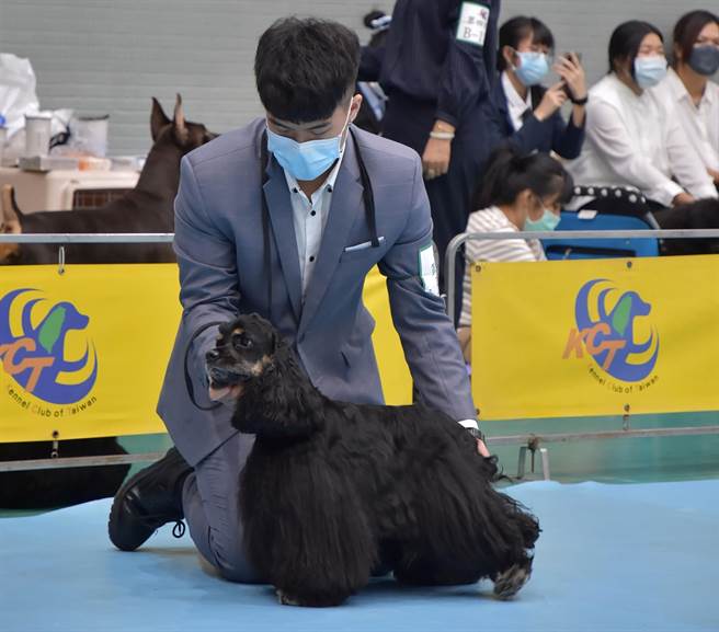 明台高中宠物经营科三年甲班郑吏凯，参加「2021KCT公认指导手资格检定暨竞技比赛大会」通过B级指导手检定，同时也获得竞技组技术奖。（明台高中提供／黄国峰台中传真）