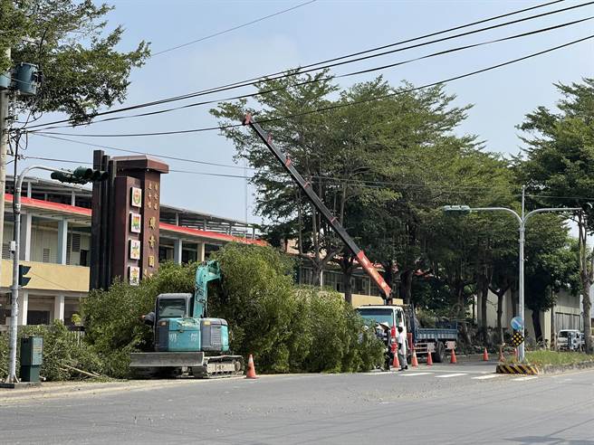 彰化县北斗镇螺青国小校门口，有一排16颗树龄超过20年的小叶榄仁树，日前进驻大型机具，工作人员砍掉整排小叶榄仁，引发附近居民与家长反弹。（民眾提供／吴建辉彰化传真）