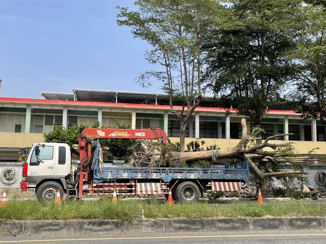 校长许孝麟赶紧出面澄清，表示是为了建置通学步道，树只是移植到旁边的木球场，请民眾与家长不用担心啦。（民眾提供／吴建辉彰化传真）