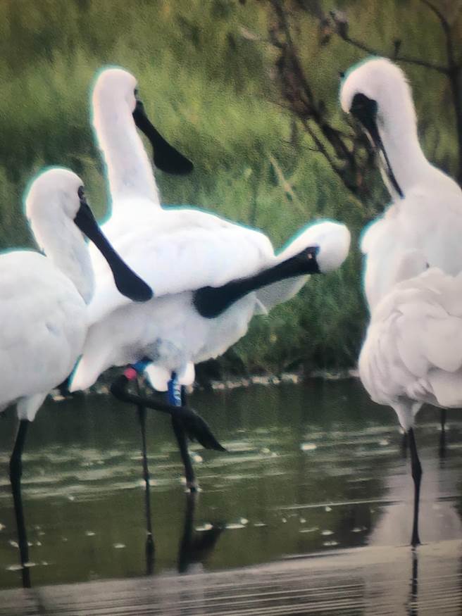 「N01」的黑面琵鹭重返台南度冬。（拍鸟俱乐部鸟友郑宗达提供／曹婷婷台南传真）