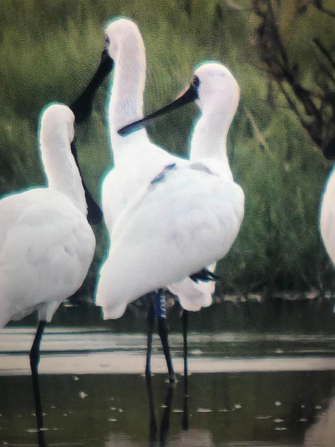 「N01」的黑面琵鹭重返台南度冬。（拍鸟俱乐部鸟友郑宗达提供／曹婷婷台南传真）