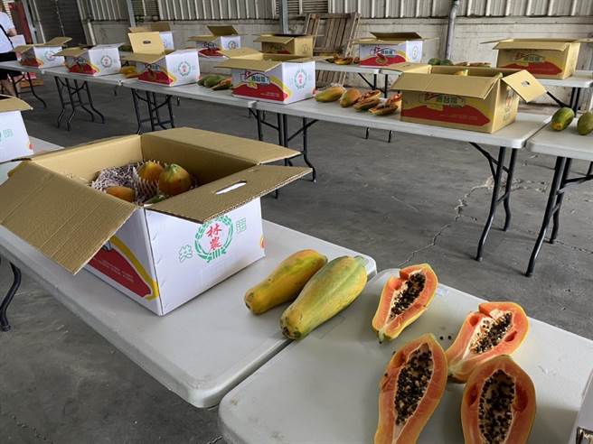 雲林縣木瓜水傷失收，零售價每顆飆破200元。（張朝欣攝）