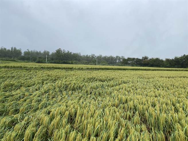 豪雨釀災，台東縣縱谷地區稻米出現倒伏情形。（蔡旻妤攝）
