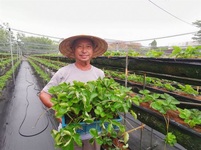中秋已過，台南市善化區美裕草莓園園主黃至賢已經開始把草莓苗移種到高架栽培床上。（劉秀芬攝）