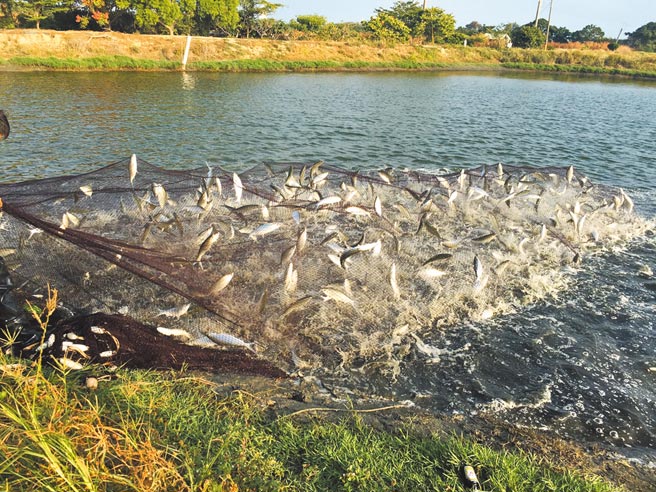 正值台南虱目鱼产季初期，南县区渔会预估年底池边价每台斤会再攀升至50元以上。（南县区渔会提供／张毓翎台南传真）
