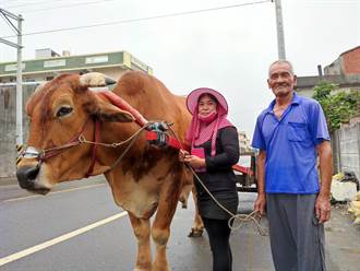 獨》芳苑海牛車唯一女駕駛來自柬埔寨 採蚵駕牛車樣樣行