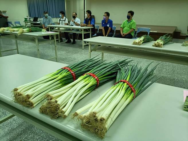 大安區農會14日舉行優質青葱評鑑。（陳淑娥攝）