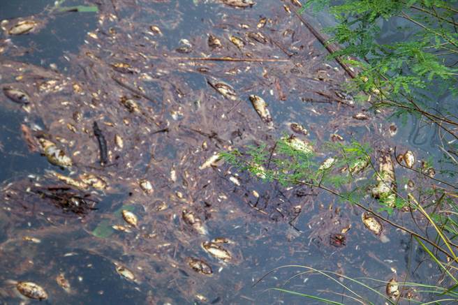 关西镇新城圳南华段出现油污和死鱼。（罗浚滨摄）