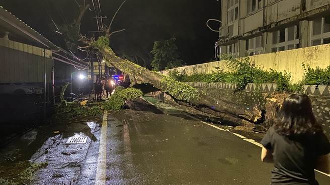 台東縣安朔國小1顆老樹14日晚間倒塌，阻礙道路，也造成全村停電。（溫姓民眾提供／蔡旻妤台東傳真）