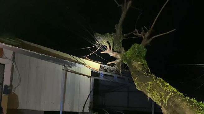 台東縣安朔國小1顆老樹14日晚間倒塌，阻礙道路，也造成全村停電。（溫姓民眾提供／蔡旻妤台東傳真）