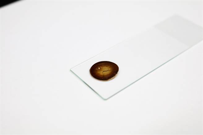 从蚕丝萃取出的蛋白加上多巴胺，创造出具备热感应与抗氧化的药物贴片，已经在动物身上实验成功，未来可望应用在治疗伤口加速癒合。(阳明交大提供／李侑珊台北传真)