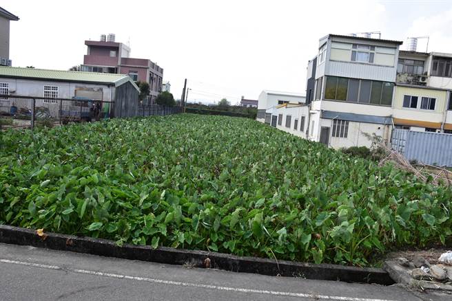 公馆乡芋头闻名全苗栗县，是全县最大产区。（谢明俊摄）